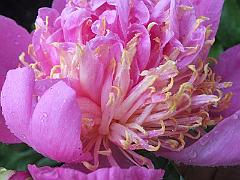 peony14 (18)